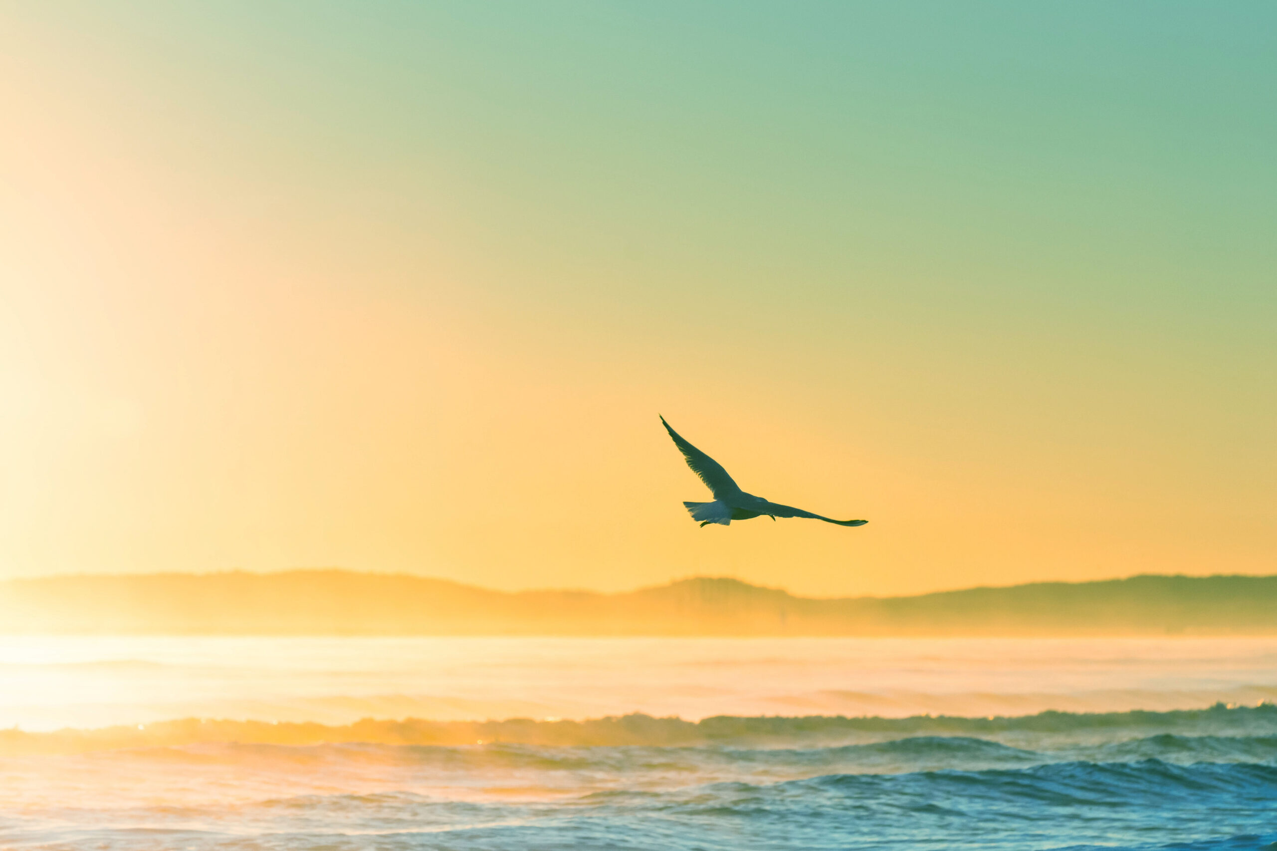 seagull flying over an ocean scene