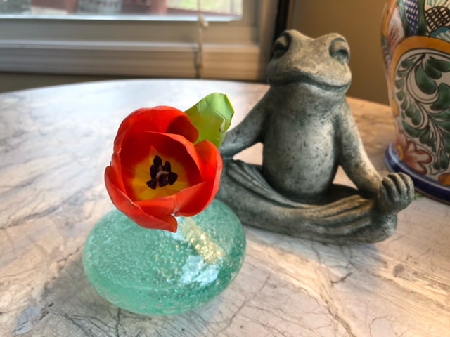 Frog doing meditation